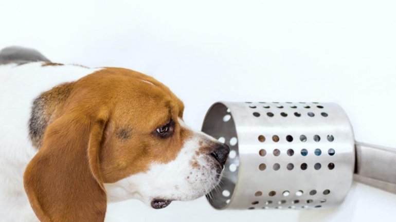 Οι σκύλοι που οσφραίνονται τον καρκίνο του πνεύμονα είναι 97% ακριβείς