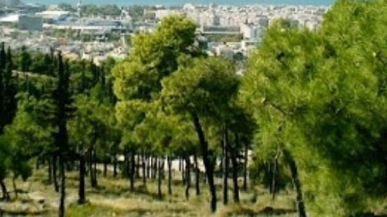 Θεσσαλονίκη: Προκαταρκτική έρευνα για το έντομο που έχει προσβάλλει το Σέιχ Σου