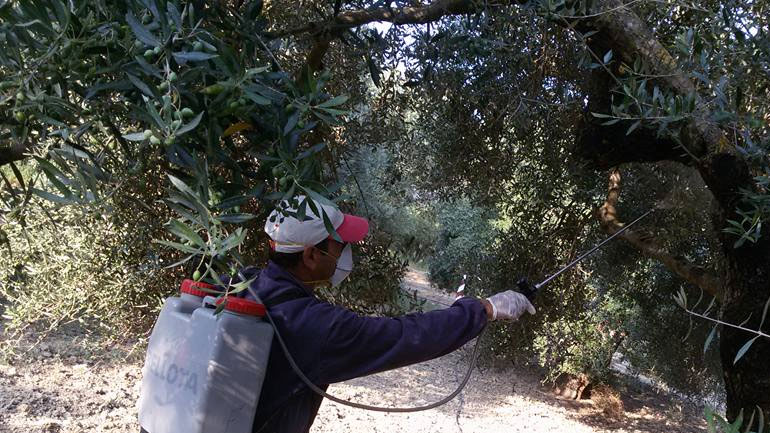 Ξεκινούν στα Χανιά οι ψεκασμοί για την καταπολέμηση του δάκου της ελιάς