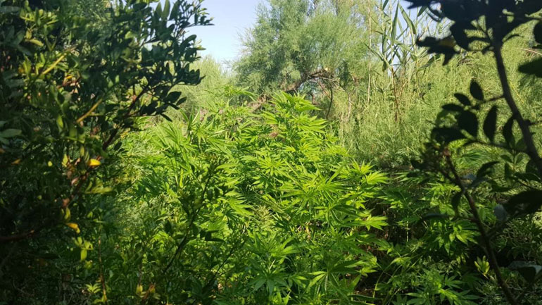 Λούτσα: Συνελήφθησαν για φυτεία χασίς με 720 δενδρύλλια