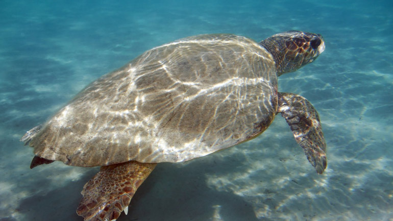 Οι πρώτες φωλιές χελωνών καρέττα – καρέττα στην Κρήτη