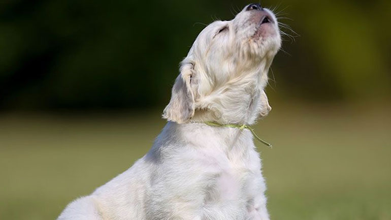 Γιατί ο σκύλος μου γαβγίζει χωρίς λόγο;
