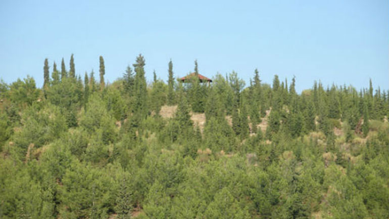 Στα μέσα του καλοκαιριού ξεκινούν οι διαδικασίες αναγέννησης του δάσους του Σέιχ Σου