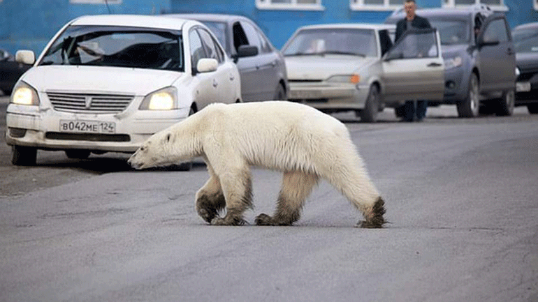 Τι απέγινε η πολική αρκούδα στο Νορίλσκ – Πώς έφθασε τελικά εκεί