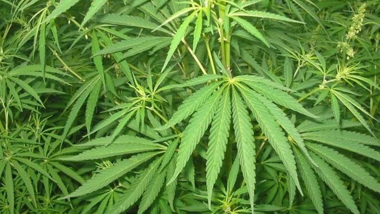 Εντοπισμός φυτειών στο Ρέθυμνο- Σε εξέλιξη οι έρευνες για τους δράστες