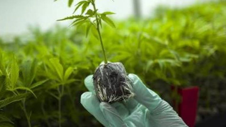 Εγκρίθηκαν τρεις νέες άδειες καλλιέργειας φαρμακευτικής κάνναβης