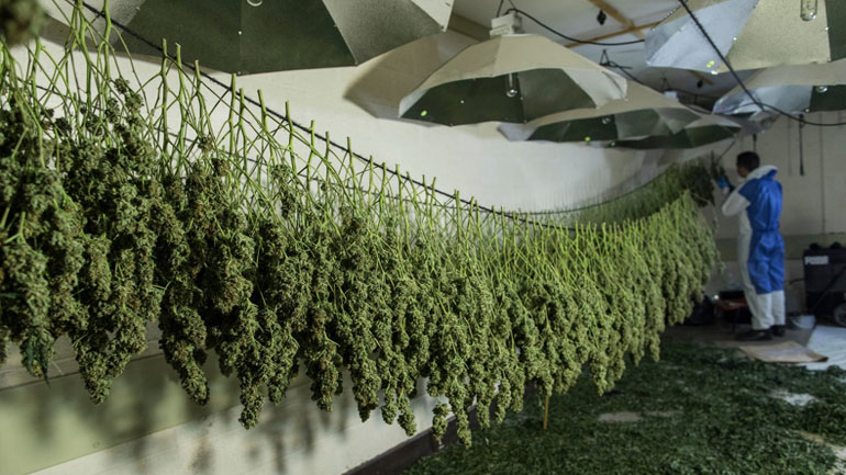 Καλαμάτα: Εντοπίστηκε φυτεία με περισσότερα από 1.660 δενδρύλλια κάνναβης