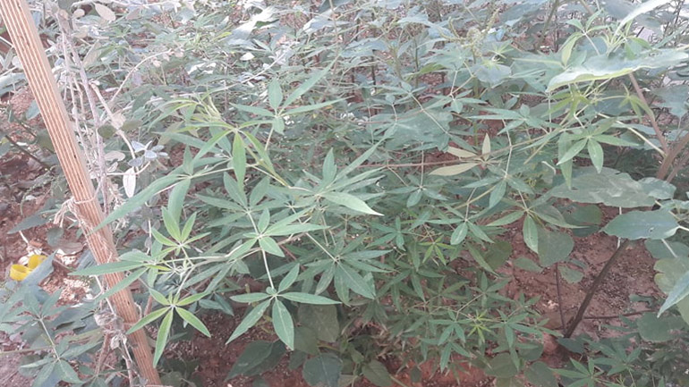 Φύτρωσαν… “χασισόδεντρα” στο κέντρο της Θεσσαλονίκης;