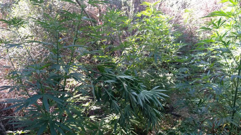 Ηράκλειο: Δύο συλλήψεις για καλλιέργεια κάνναβης