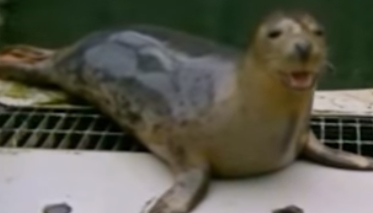 Φώκια έμαθε να τραγουδά τη μελωδία του «Star Wars» και έγινε διάσημη