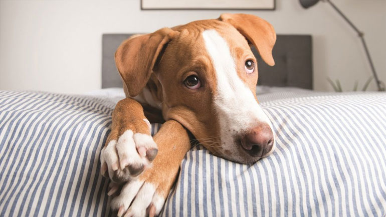 Πώς θα μάθετε τον σκύλο σας να μην ανεβαίνει στο κρεβάτι;