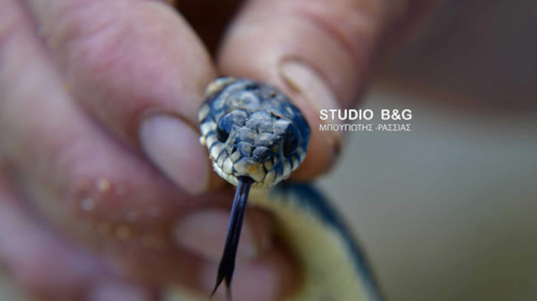 Έσωσαν δύο νερόφιδα  από δεξαμενή σε χωριό του Ναυπλίου