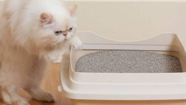 Έξι λόγοι που η γάτα σου αποφεύγει την άμμο