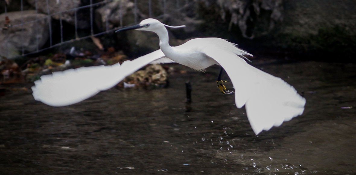 Ο ντροπαλός λευκοτσικνιάς των Τρικάλων
