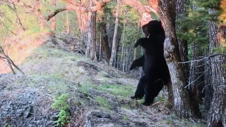 Αρκούδα καταστρέφει την κάμερα που την καταγράφει ενώ ξύνεται