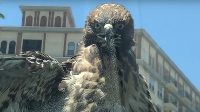 Γεράκι αράζει στο καπό ενός αυτοκινήτου και κάνει βόλτα