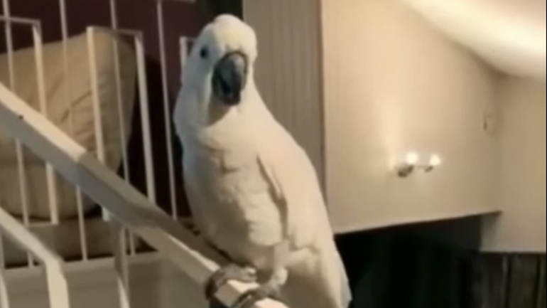Παπαγάλος σκάει μύτη να πει ένα γεια