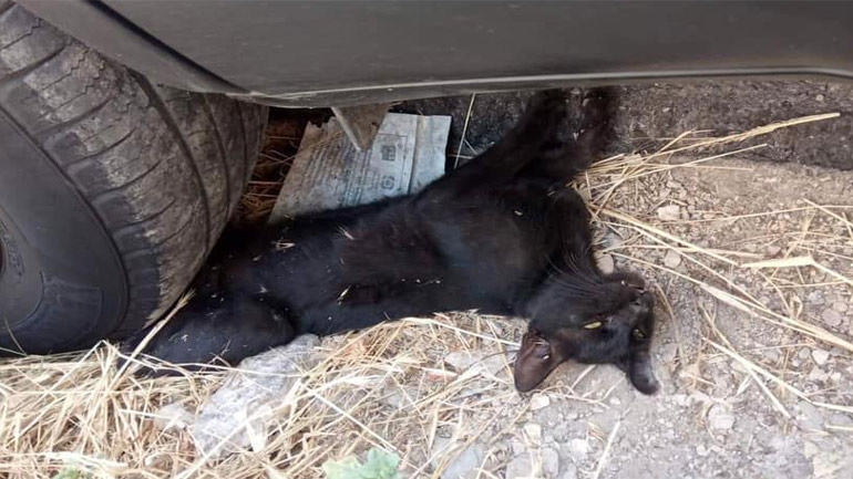 Εξοργιστικό περιστατικό στην Πάτρα: Πάρκαρε συνειδητά πάνω σε γατί και το σκότωσε