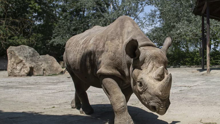 Το ταξίδι πέντε ρινόκερων από ζωολογικό πάρκο της Τσεχίας σε εθνικό πάρκο στη Ρουάντα