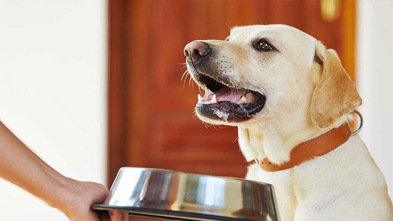 Πόσο συχνά πρέπει να πλένετε το πιάτο του σκύλου σας;