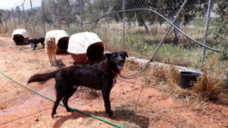 «Πανελλήνιο φαινόμενο οι παράνομοι χώροι συγκέντρωσης αδέσποτων ζώων – Απαράδεκτες οι συνθήκες διαβίωσής τους»