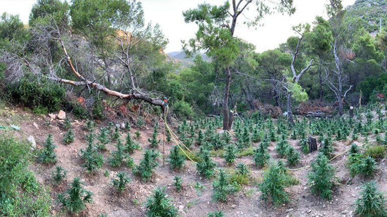 Εντοπίστηκαν δύο φυτείες κάνναβης σε δύσβατη περιοχή στο Πόρτο Ράφτη