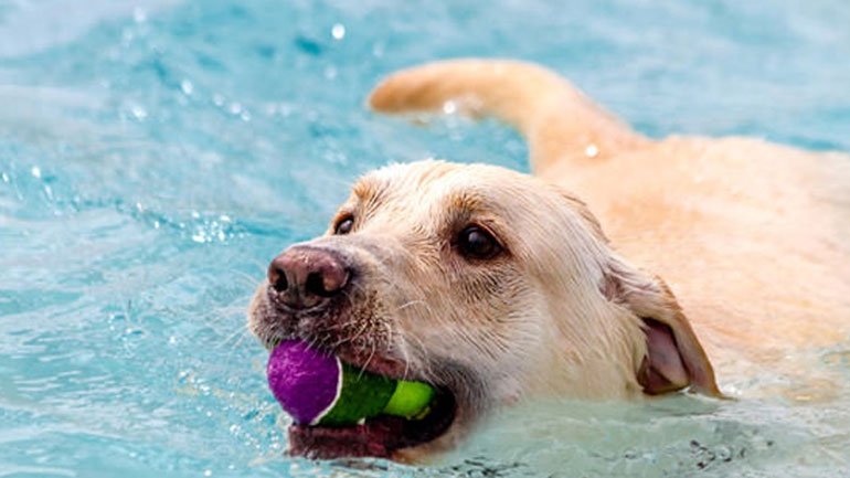 Τips για να κολυμπήσει ο σκύλος σας με ασφάλεια