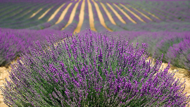 Λεβάντα: Μια καλλιέργεια που κερδίζει συνεχώς έδαφος στην Ελλάδα