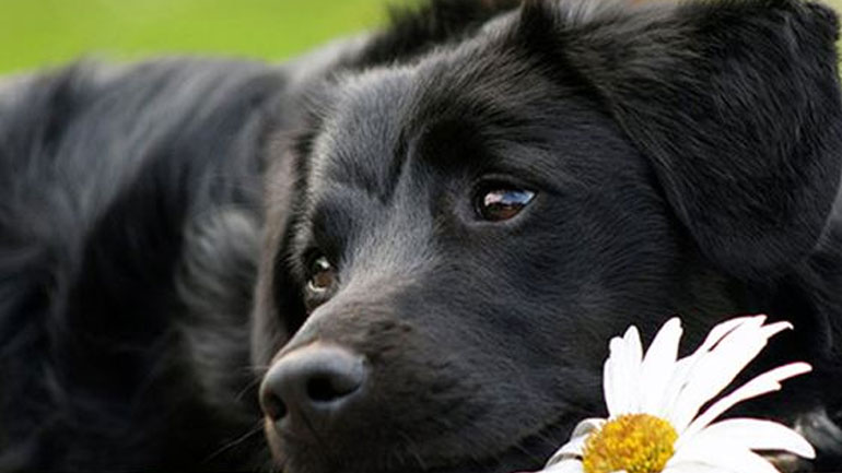 Τελικά τα σκυλιά έχουν αχρωματοψία;