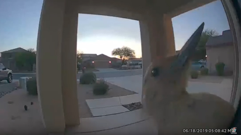 Τρυποκάρυδος χτυπάει το κουδούνι ενός σπιτιού στις 05.00 το πρωί