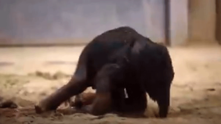 Πρώτα βήματα για ένα ελεφαντάκι σε ζωολογικό κήπο στο Βέλγιο