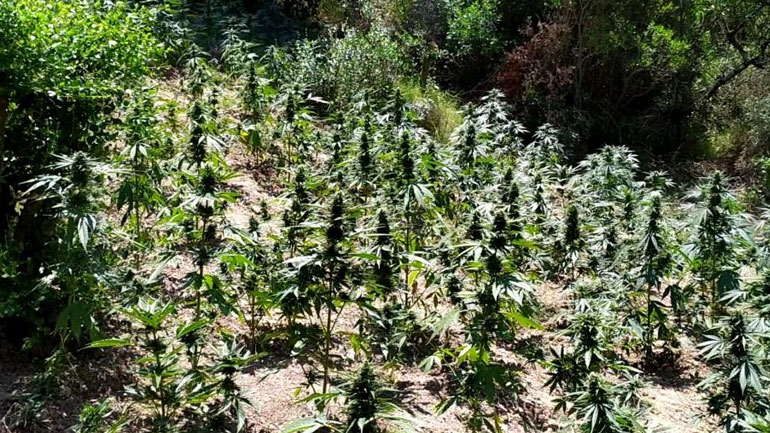 Εντοπίστηκε φυτεία δενδρυλλίων κάνναβης σε δασώδη περιοχή στην Οινόη Αττικής