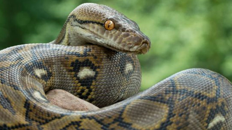 Η βρετανική αστυνομία σταματά τις έρευνες για την εύρεση ενός πύθωνα τριών μέτρων