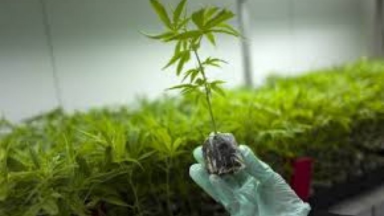 “Καμπανάκι” από τον ΕΟΦ: Προσοχή στα προϊόντα κάνναβης