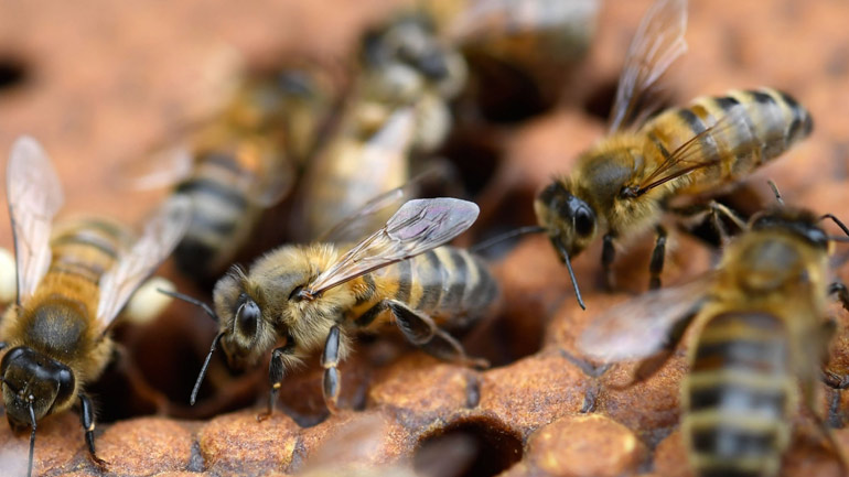 Γαλλία: Σε κρίσιμη κατάσταση 70χρονος που δέχτηκε επίθεση από χιλιάδες μέλισσες
