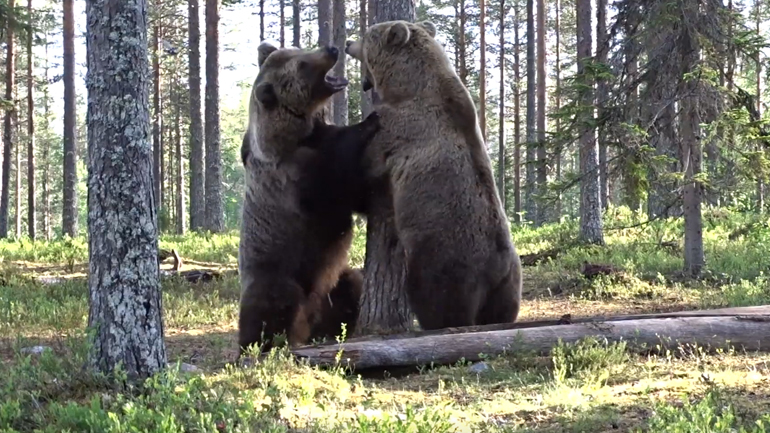Έντονη μονομαχία μεταξύ δύο αρκούδων