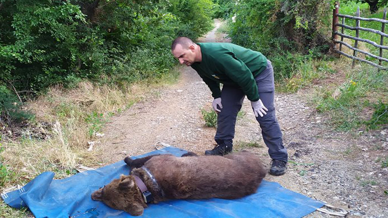 Ο ΑΡΚΤΟΥΡΟΣ έσωσε τον Ερμή από παράνομη παγίδα για αρκούδες