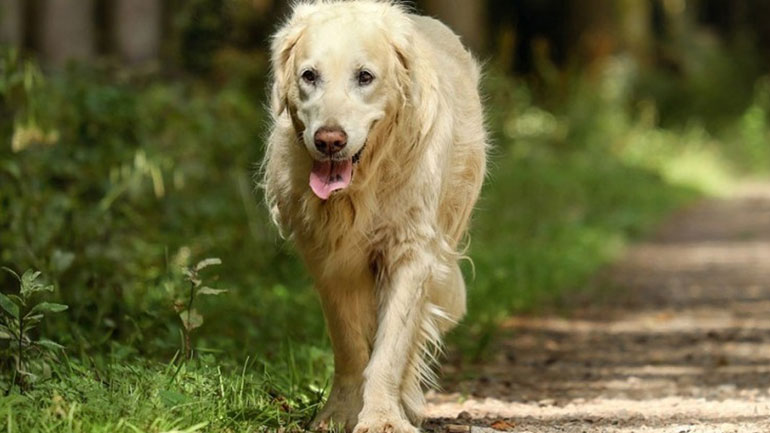 Γιατί οι μεγαλόσωμοι σκύλοι ζουν λιγότερο;
