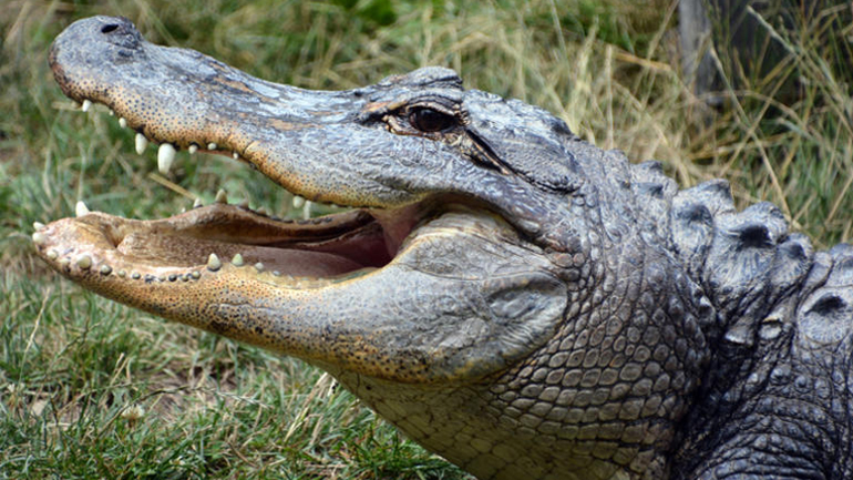 Αλιγάτορας την πέφτει σε ψαρά