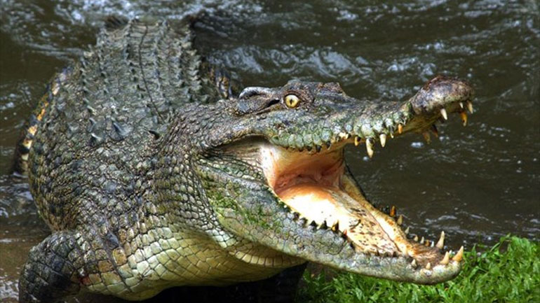 Κροκόδειλοι κατασπάραξαν κοριτσάκι στην Καμπότζη