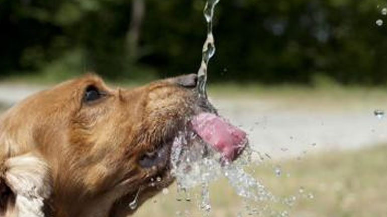 Ποτίστρες δροσιάς για τα αδέσποτα σε 34 σημεία της Αθήνας