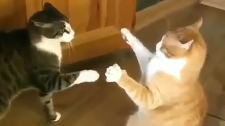 Fatality με μία κίνηση