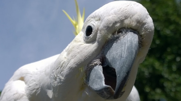 Παπαγάλος αναρχικός