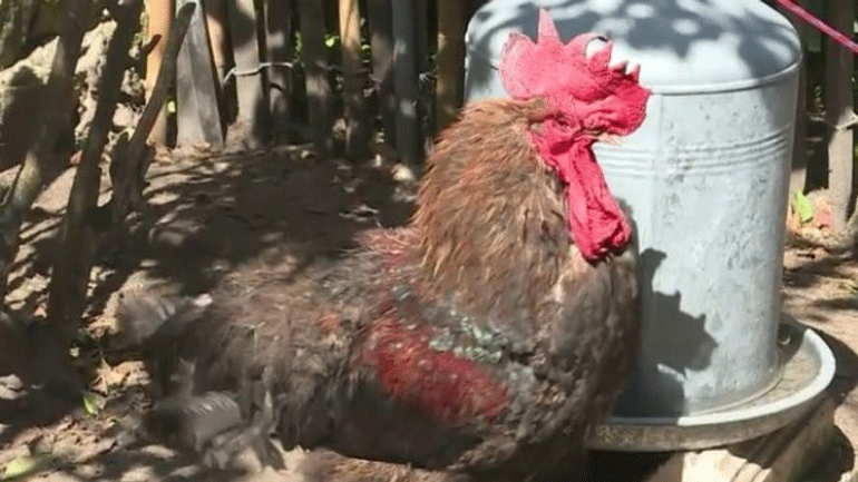 Γαλλία: Στο εδώλιο και πάλι… ο κόκορας Μορίς που κατηγορείται για ηχορρύπανση