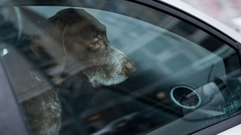 Μαγνησία: Άφησαν σκυλί κλειδωμένο σε αυτοκίνητο και πέθανε από τη ζέστη