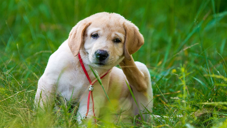 Πόσο κινδυνεύει ο σκύλος σου από τον ήλιο;