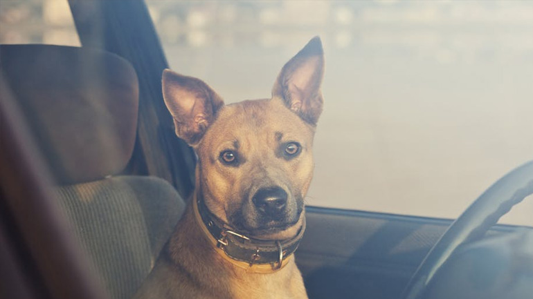 Καλοκαίρι: Ένας σκύλος κλεισμένος σε αυτοκίνητο μπορεί να πεθάνει μέσα σε 6 λεπτά!