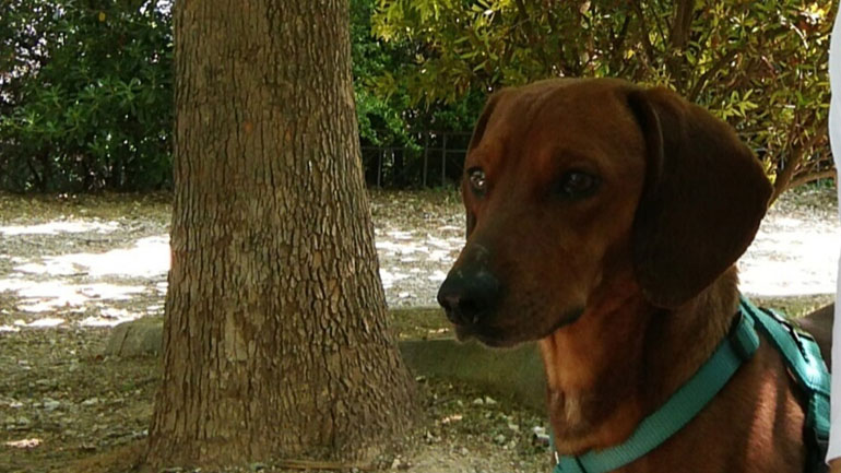 Χαρίζεται ο Γιόσι!