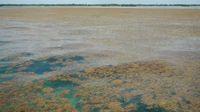 Ένα τεράστιο νησί από φύκια στον Ατλαντικό