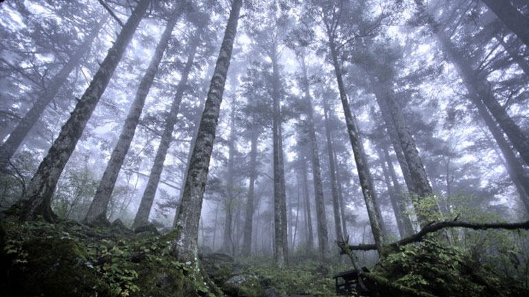 Μελέτη: Φυτέψτε ένα τρισεκατομμύριο νέα δένδρα σε όλο τον κόσμο για να «φρενάρουν» την κλιματική αλλαγή